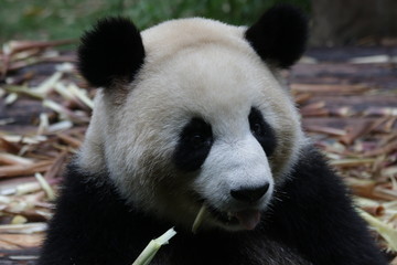 Giant Panda in Chengdu,China