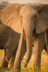 Elephants, Chobe River, Chobe National Park