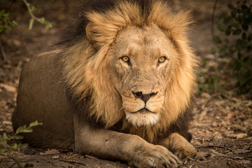Male Lion