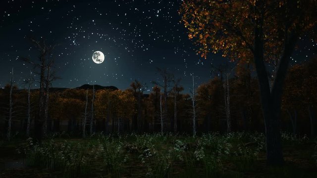 Haunted autumn forest with thicket of trees covered with fall foliage and spooky dead trees at dark night with fantastic full moon in starry sky. Halloween 3D animation rendered in 4K