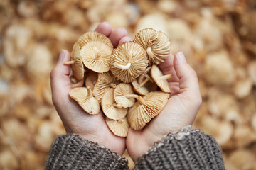 Hands holding some brown mushrooms