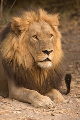 Plakat Male Lion