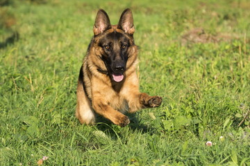 German shepherd runs in the summer park