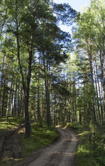 Road in the summer wood