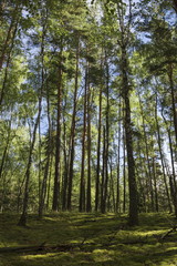 Fototapeta premium Summer forest in a midland of Europe