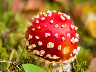 Fly agaric ( Amanita muscaria) on forest floor. Scotland, UK, Europe.