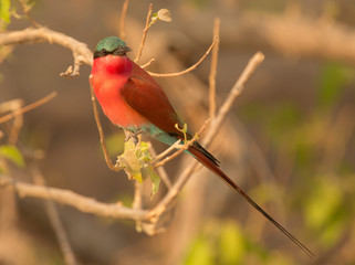 Southern Carmine Bee-eater, Chobe National Park