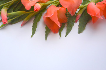 beautiful bright gentle floral background, frame, pattern of flowers and buds of coral gladiolus and green leaves of fern.Congratulations, postcard.Mocked up.