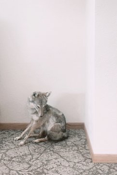 coyote
