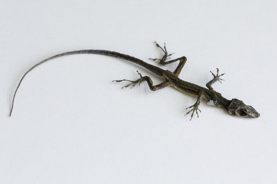 Dead lizard on a white background