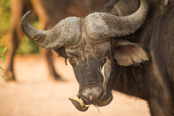 Cape Buffalo at the Chobe River