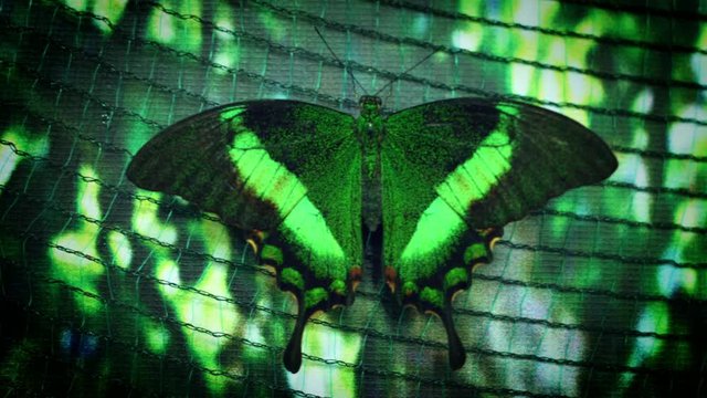 4k Close-up Emerald Swallow Tail  Butterfly