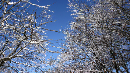 Alberi ricoperti di neve in inverno