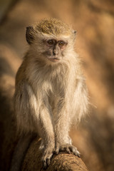 Obraz premium Vervet Monkeys