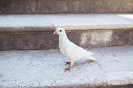 Beautiful white pigeon