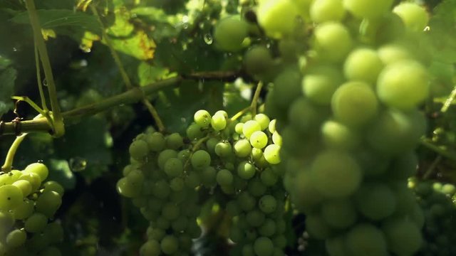 Fresh grapes in the rain, sunny weather. Slow motion video.
