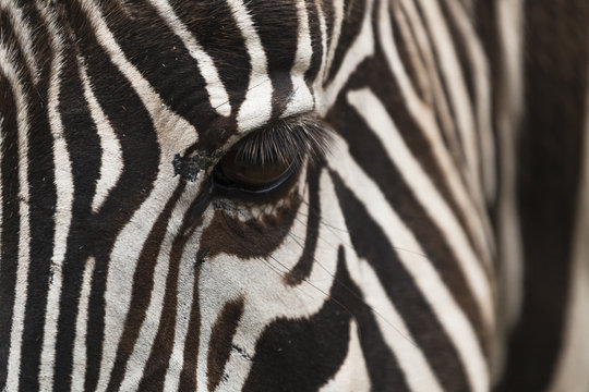 Zebra eye