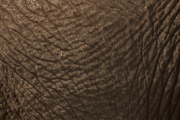 Elephant hide, Chobe River, Chobe National Park