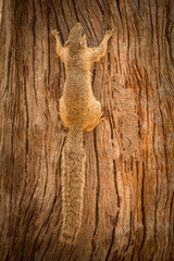 Obraz premium Tree Squirrel (Smith's Bush), Botswana