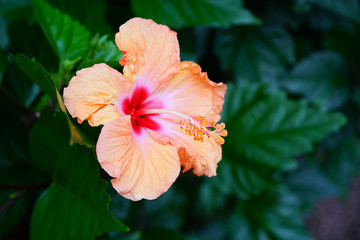 Orange hibiscus flower in bloom