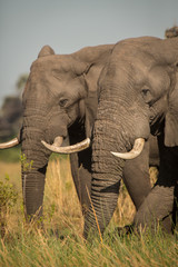 Elephants, Okavango Delta, Botswana