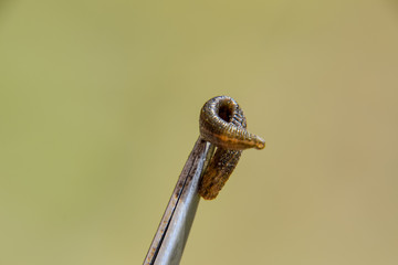 Leech on the tweezers. Bloodsucking animal. subclass of ringworms from the belt-type class. Hirudotherapy