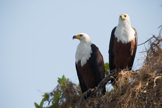 African Fish-Eagle, Okavango Delta