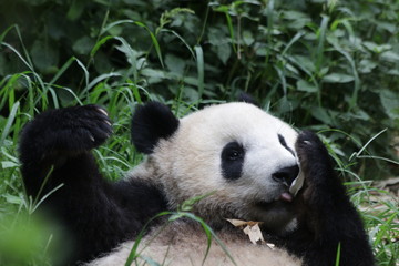 Obraz na płótnie Canvas Giant Panda in Chengdu, China