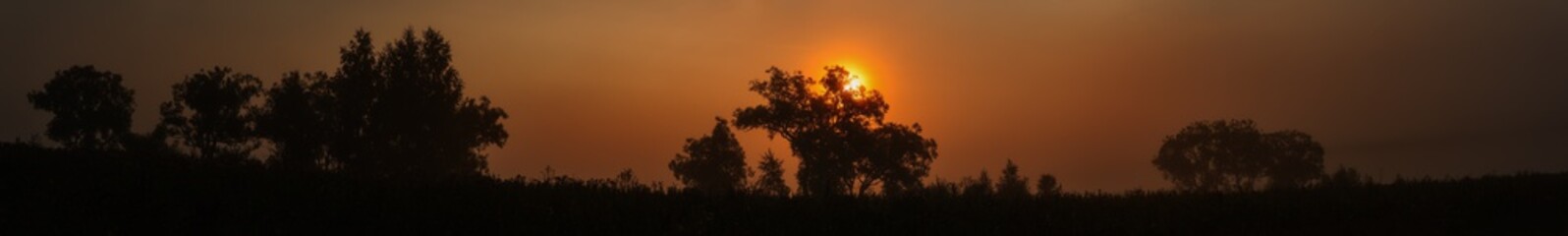 panorama of the misty sunrise silhouette - trees against the background of the rising sun in the early foggy morning