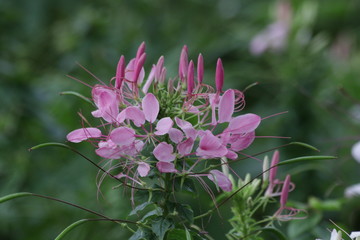 Pink Cleome flower (spider flowers)Colorful Flowers Freshen up the Summer Days in the Park