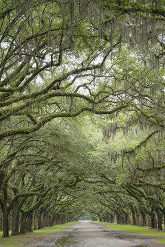 Row of Oak Tree Along Road