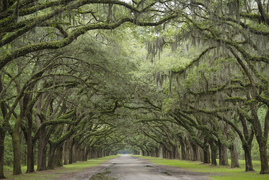 Road Between Large Old Oak Trees