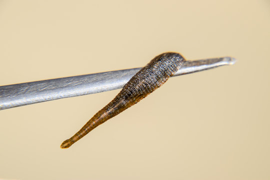 Leech on the tweezers. Bloodsucking animal. subclass of ringworms from the belt-type class. Hirudotherapy