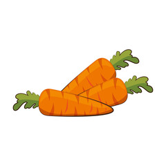 carrots fresh isolated icon