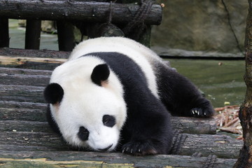 Fototapeta premium Giant Panda in Chongqing, China