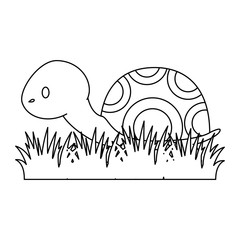 cute turtle in grass