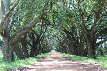 Plantation