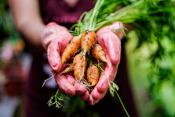 Harvesting organic carrots planted on a raised bed