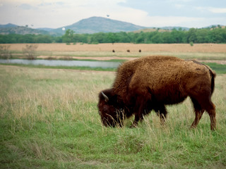 Buffalo in the Wichita Mountains