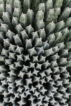 Psychedelic cactus patterns