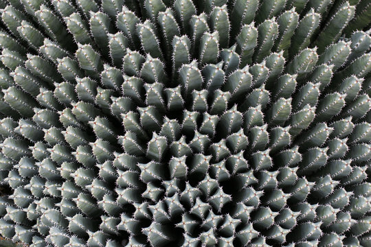 Cactus Patterns