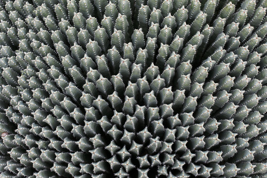 Cactus Patterns