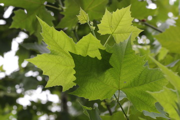 Fototapeta na wymiar Rhythm of Green leaves in Summer