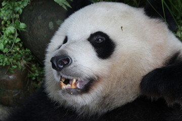Fototapeta premium Closed-up Sleeping Panda's Face, Chengdu, China
