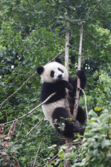 Playful Panda Cubs on the Tree, Chengdu, China