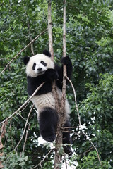 Obraz premium Little Panda is Having fun on Climbing up the Tree,Chengdu, China