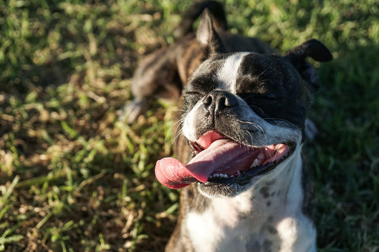 Bruce the Boston Terrier Pug resting
