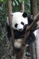 Fototapeta premium Panda Cubs is Sleeping on the Tree, Chengdu, China