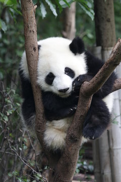 Panda Cubs is Sleeping on the Tree, Chengdu, China
