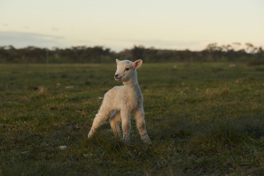 Lamb Standing In A Field